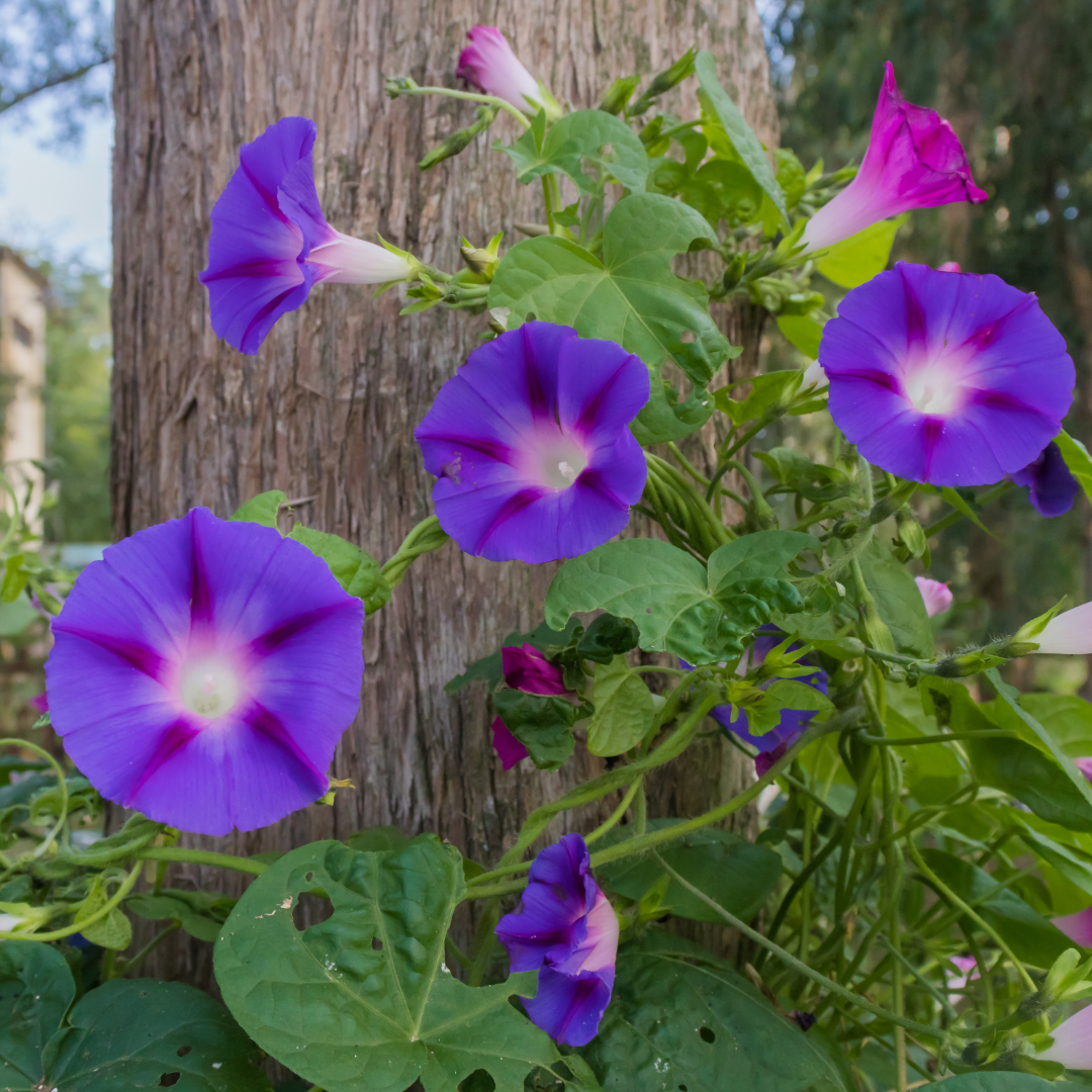 Blue Dawn Morning Glory Vine