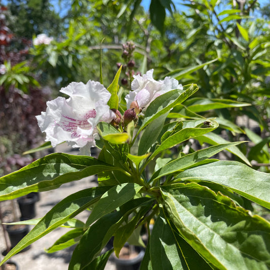 Catalpa willow-Morning clouds