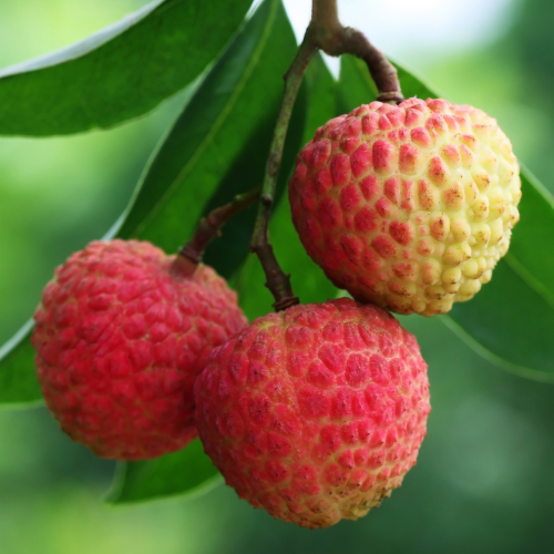 Lychee Tree-Imperial Lychee