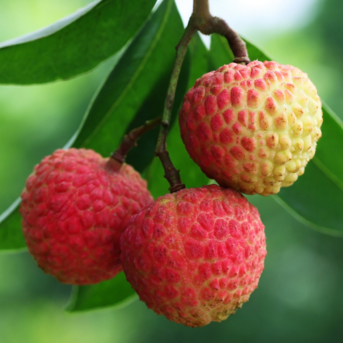 Emperor Lychee