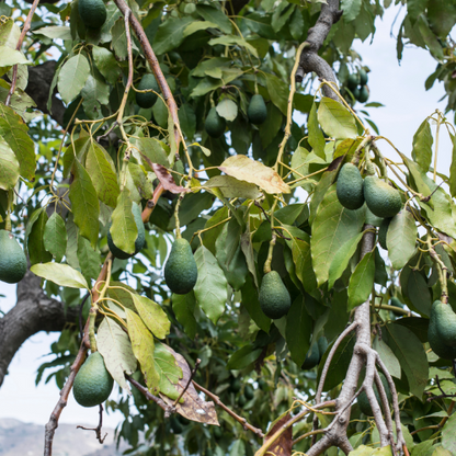 Avocado Tree-Bacon