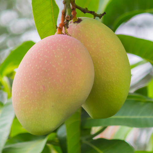 Valencia Pride Mango