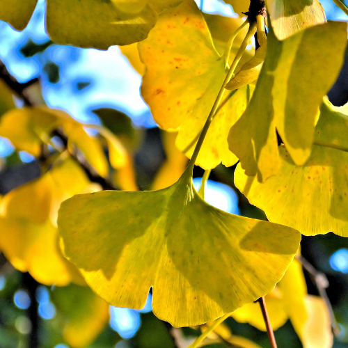 Ginkgo Tree-Golden Autumn Ginkgo