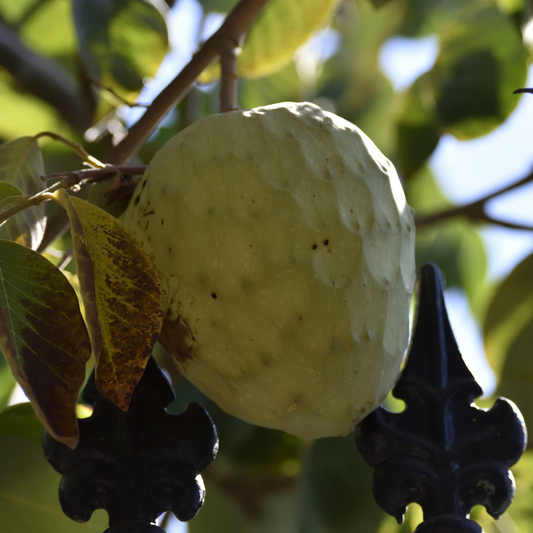 Sugar Apple Tree - Custard Apple