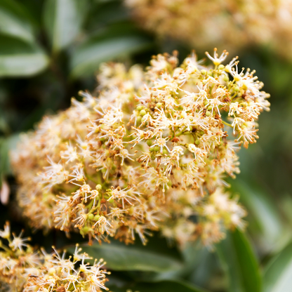 Lychee Tree - Mauritius Lychee