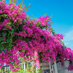 Barbara Karst Bougainvillea