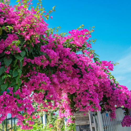 Barbara Karst Bougainvillea