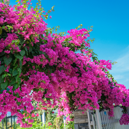 Bougainvillea-tender pink flowers