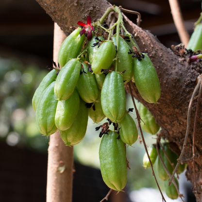 Papaya Tree-Cucumber Tree