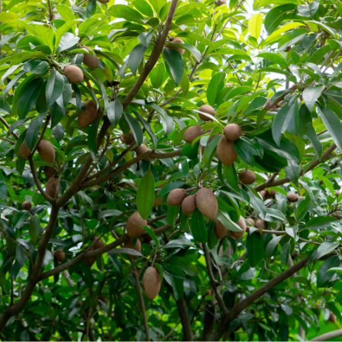 Sapota Tree - Sapodilla