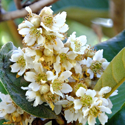 Loquat Tree-Delicious Loquat