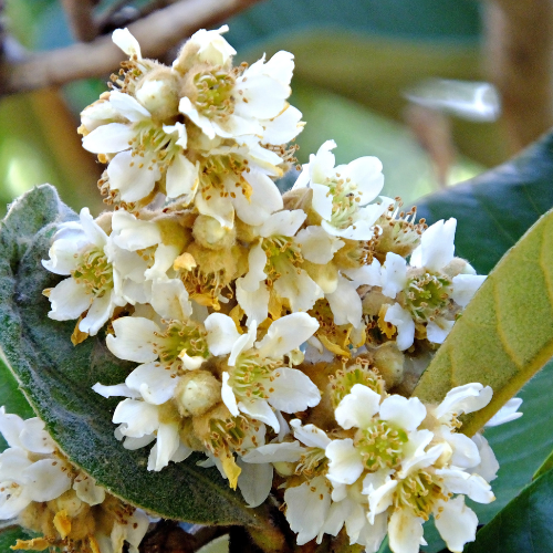 Chinese Plum