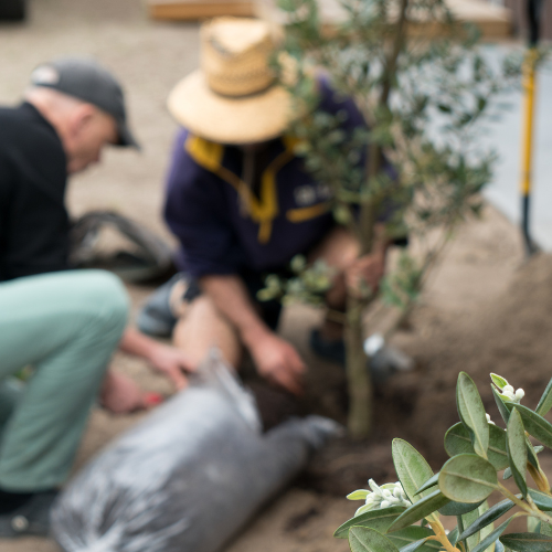 Los Angeles Fruit and Flower Tree Planting Services