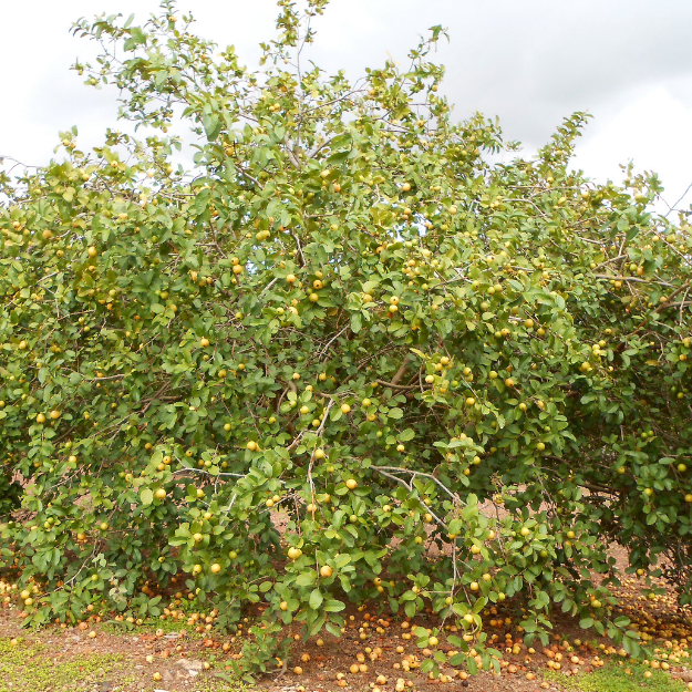 Guava Tree-Golden Guava