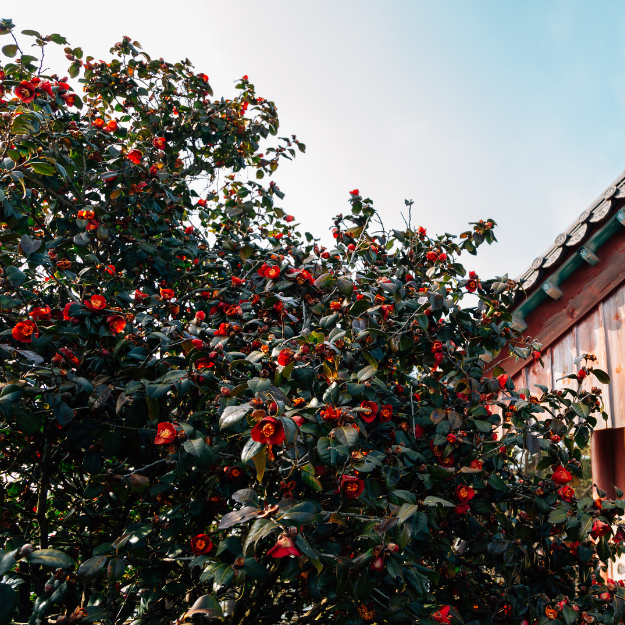 Camellia sasanqua - Christmas Camellia 