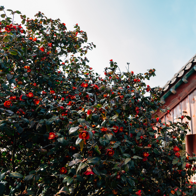 Yuletide  Sun Camellia
