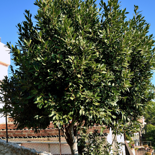 Bay Laurel