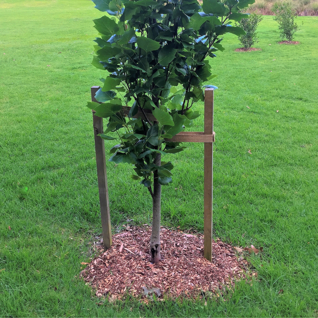 Planting pole-wood