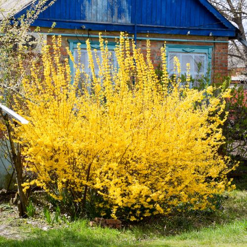 Winter jasmine tree - Campanula