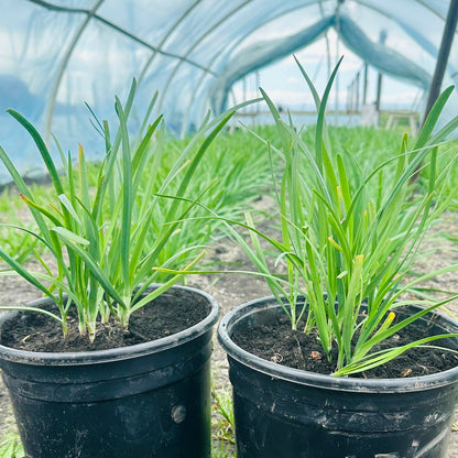 Caishu-Group purchase/mailing leek roots