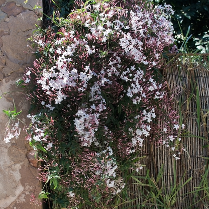 Jasmine-Jasmine multiflora