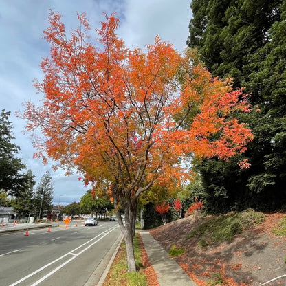 Rhus chinensis-Pistachio