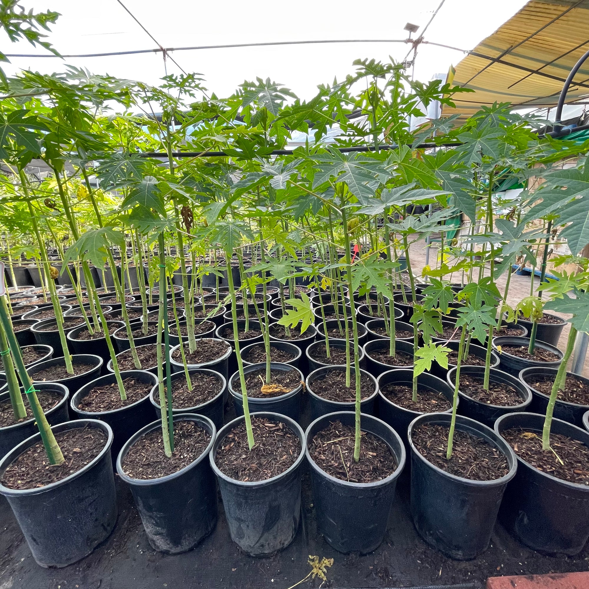 木瓜树-夏威夷木瓜