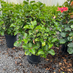 Santana Tropical Hibiscus