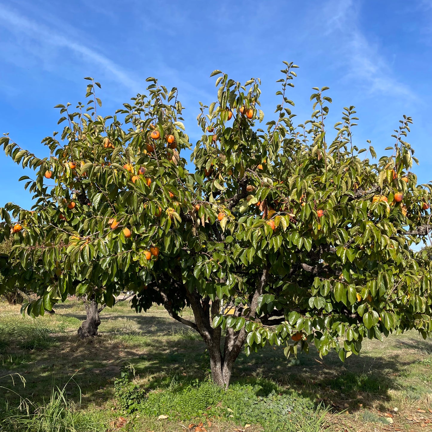 Persimmon Tree-Dwarf Diospyros kaki