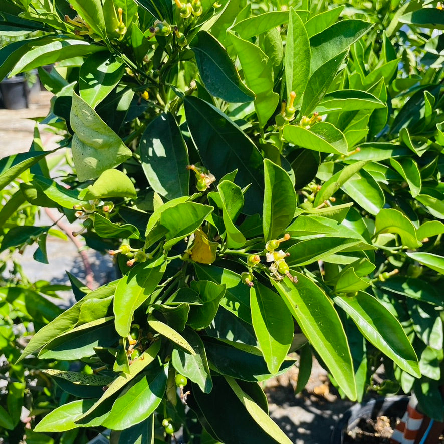 Orange Tree-Late Ripening Navel Orange