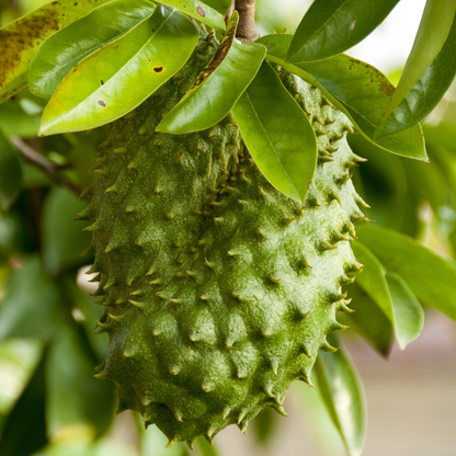 Sugar Apple-Soursop