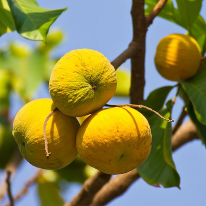 Rare fruit tree - Santo