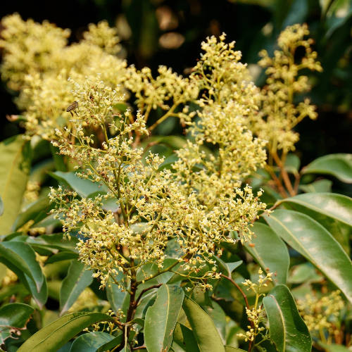 Lychee Tree-Imperial Lychee