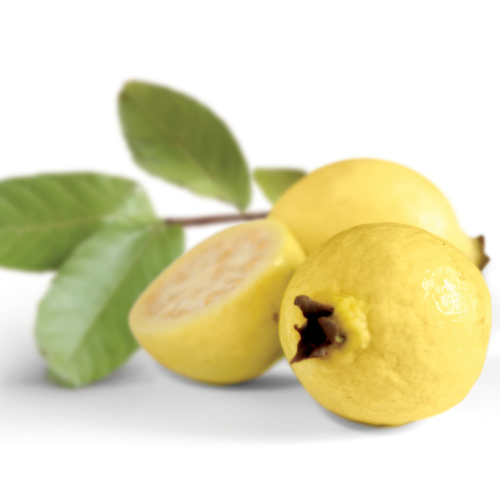 Guava Tree-Golden Guava