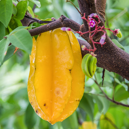 Carambola Tree - Hawaiian Carambola