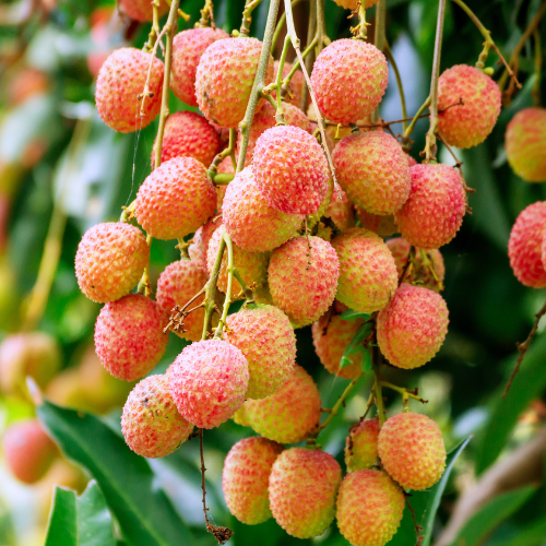 Lychee Tree-Sweetheart Lychee