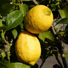 柠檬树-四季柠檬