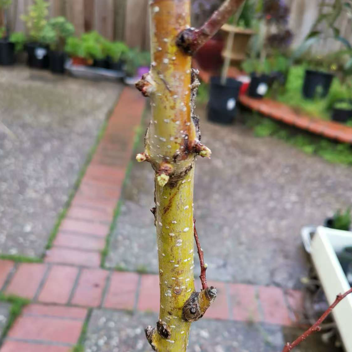 Hawthorn Tree - Chinese Red Hawthorn