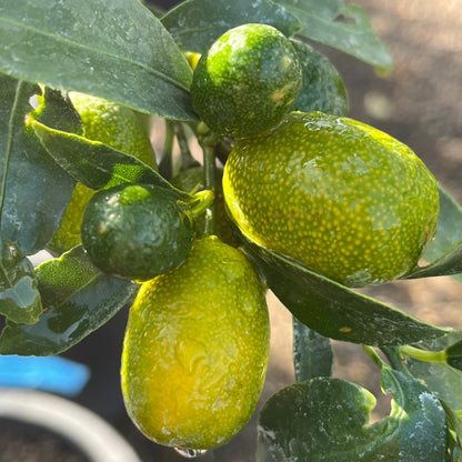 Kumquat Tree-Changshi Kumquat