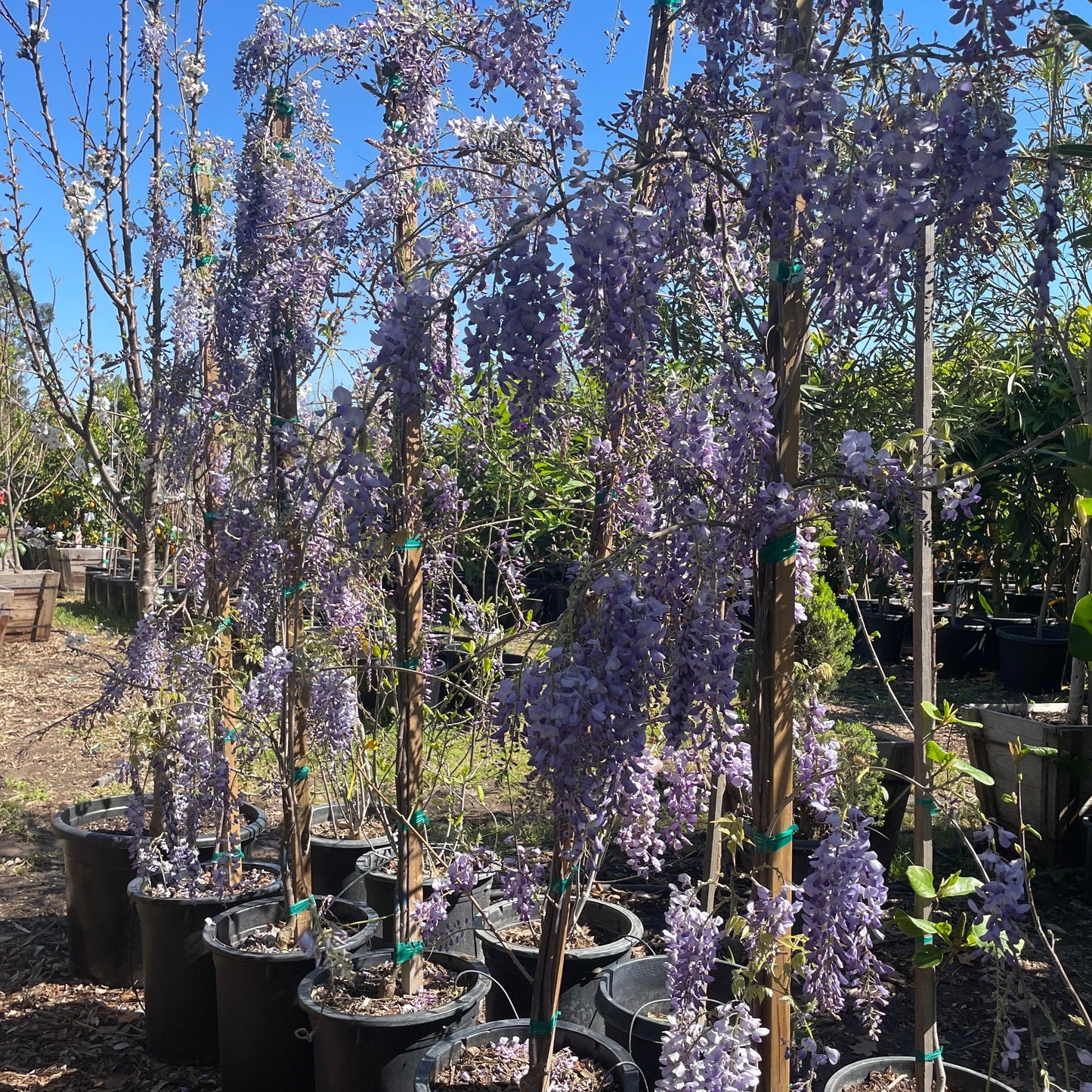 Wisteria-Amethyst