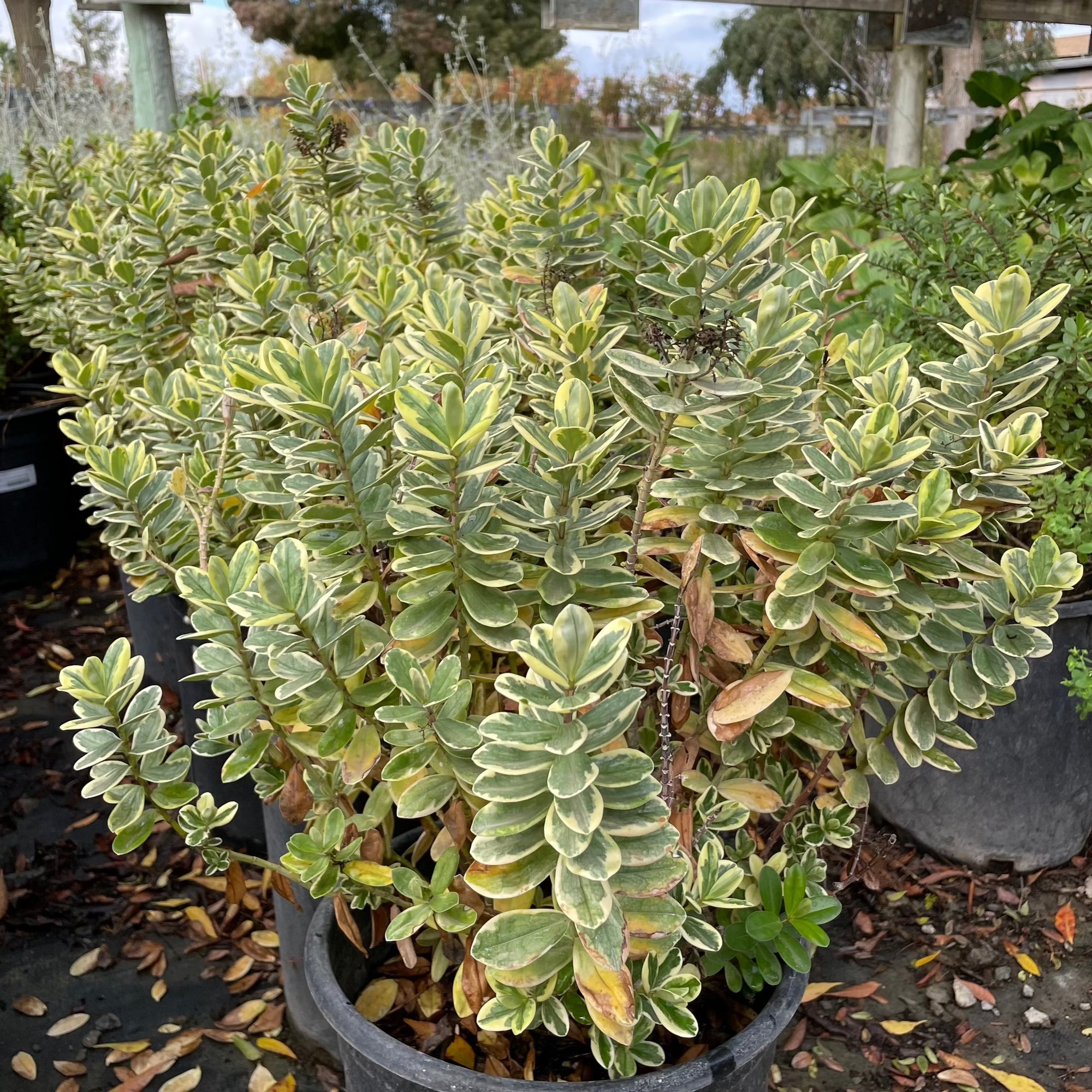 Hebe 'Variegata'