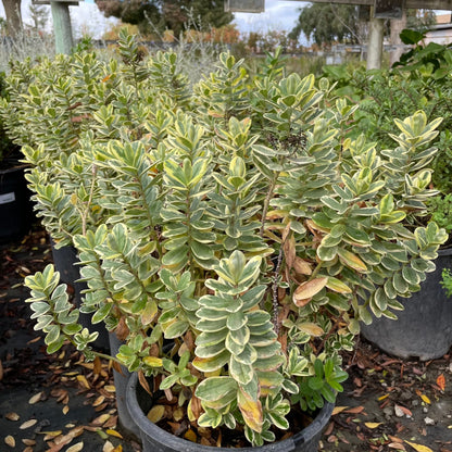 Long-step flower-variegated purple flower