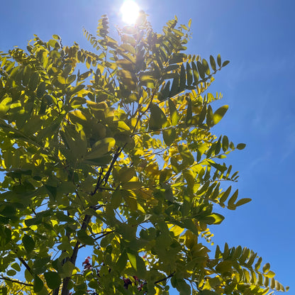 Sophora japonica-Golden Leaf Sophora japonica 