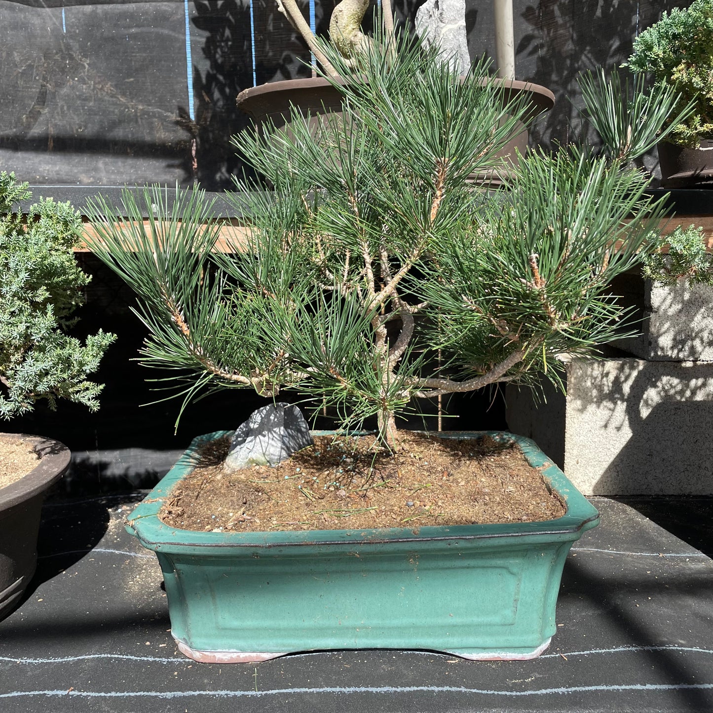 Bonsai Japanese pine