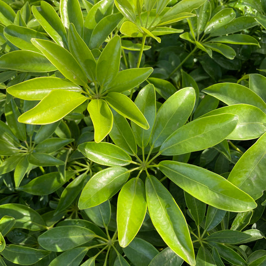 Shrubs - Schefflera