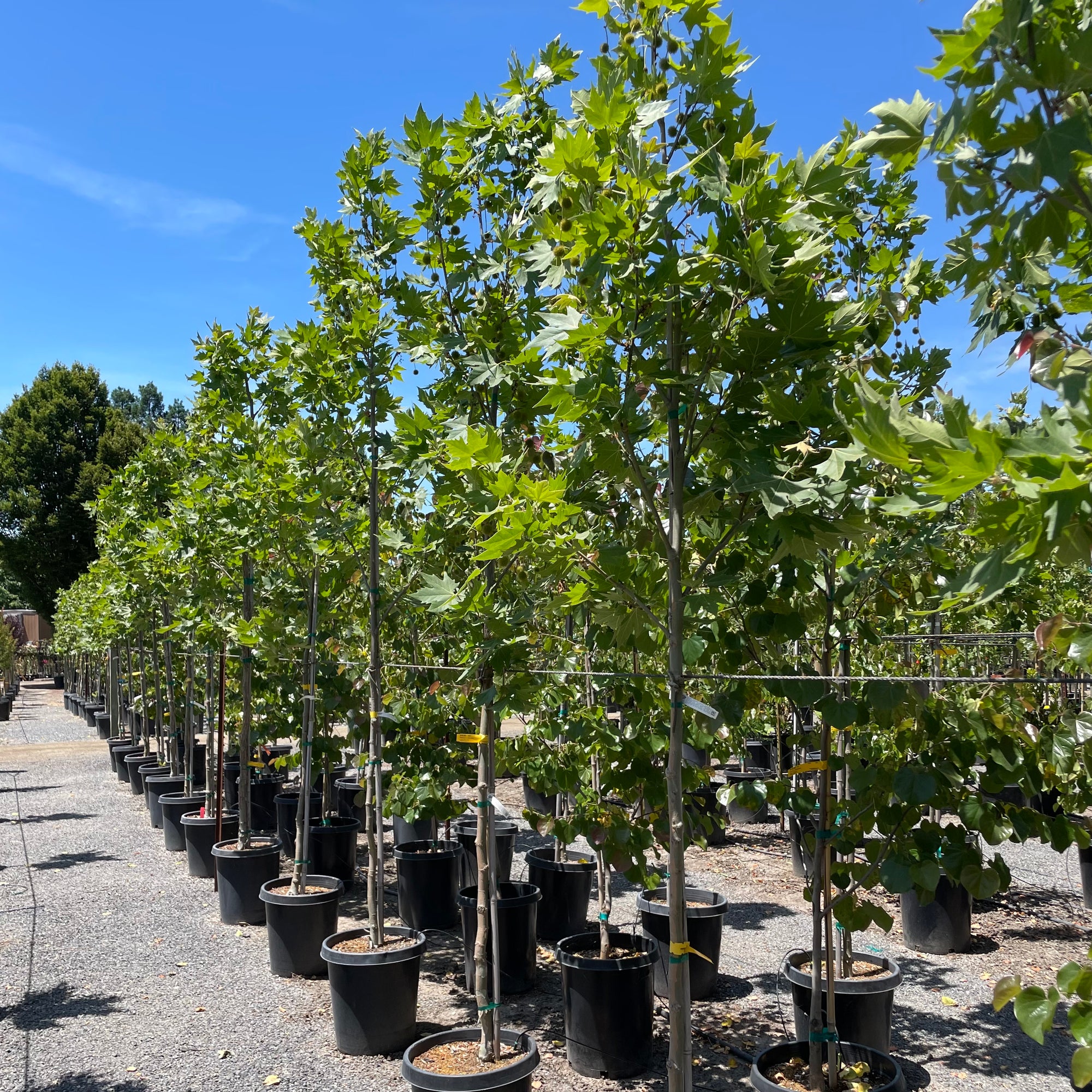 Bloodgood London Plane