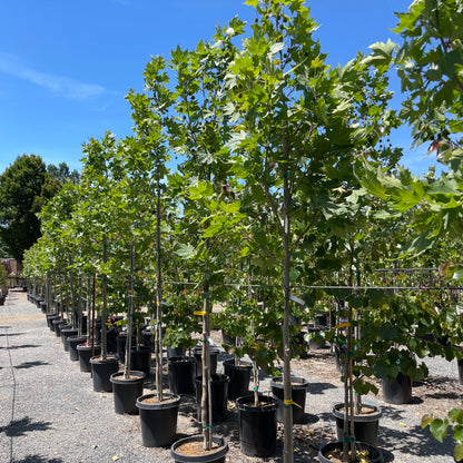 Plane Tree-Platanus