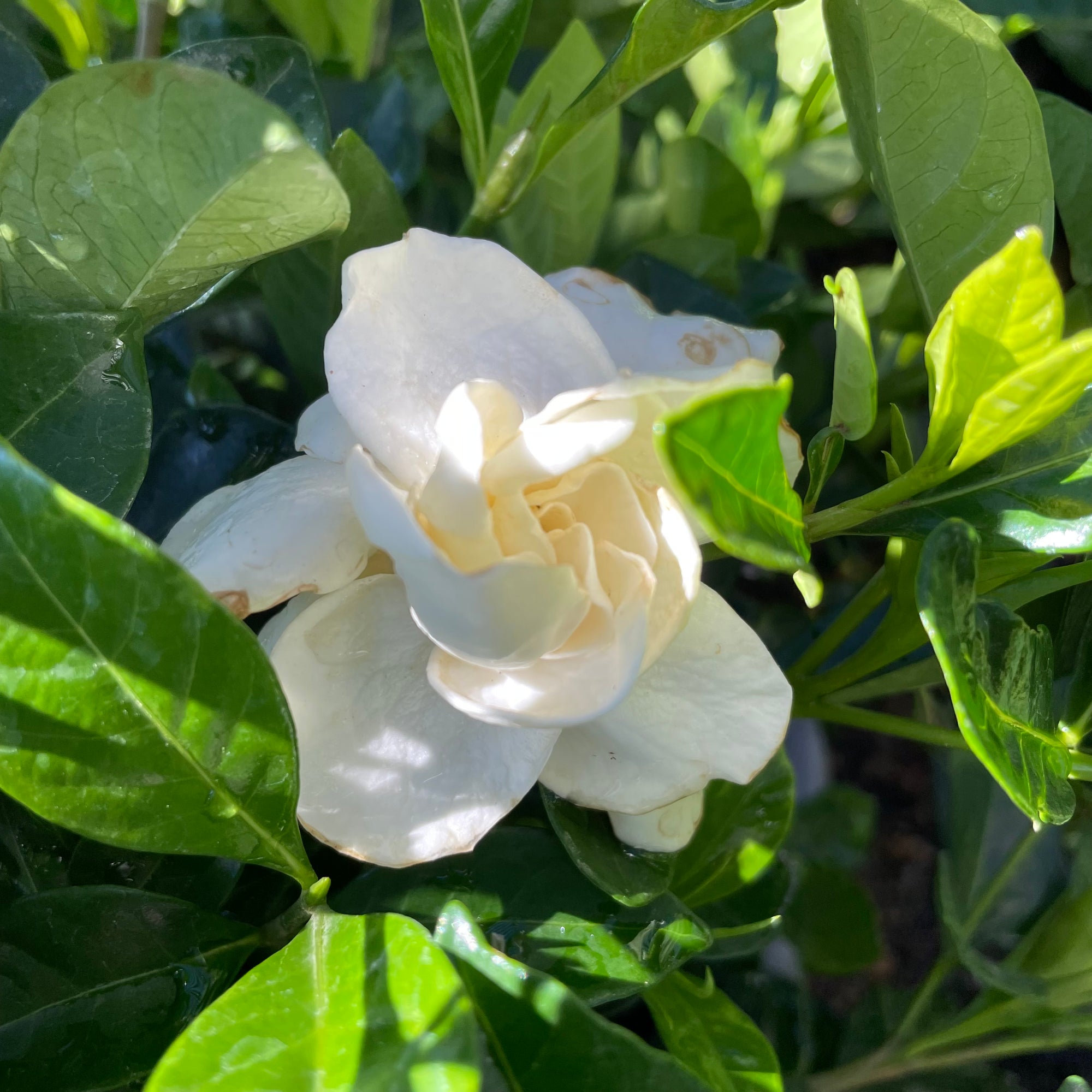 Frist Love Gardenia