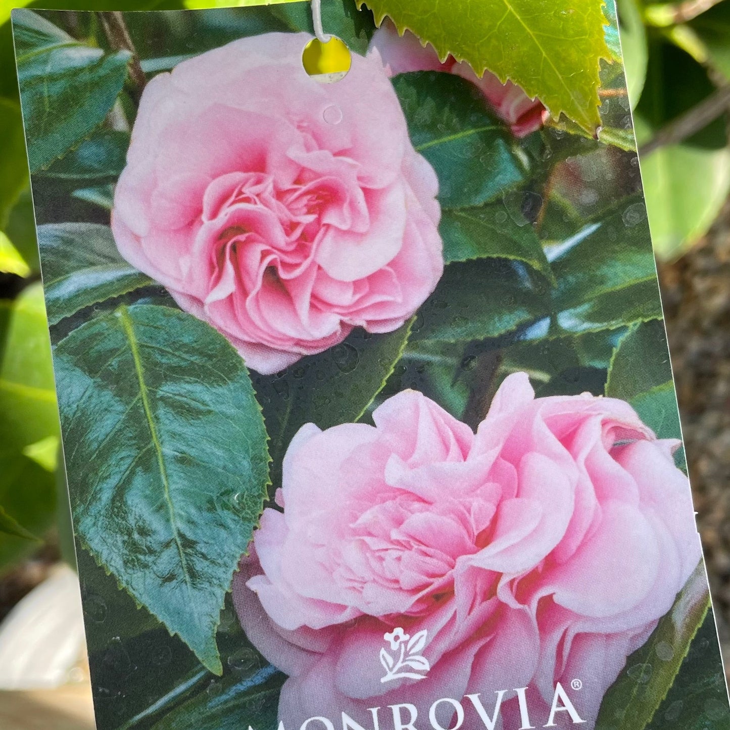 Camellia-First Camellia