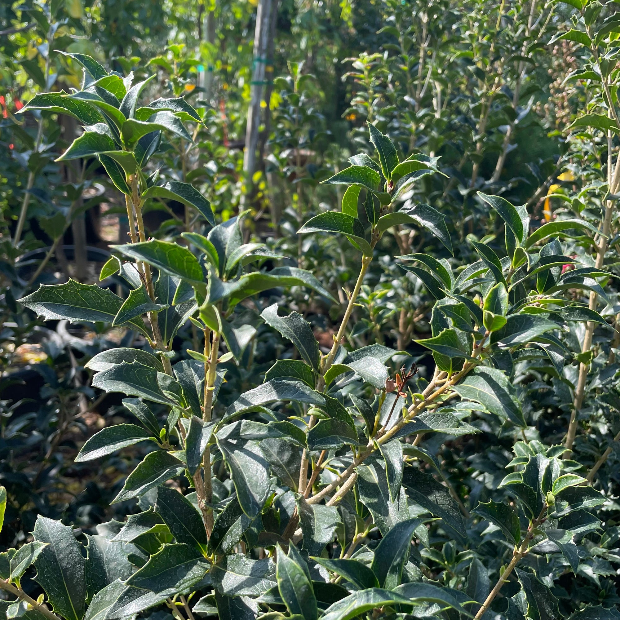 Osmanthus Gulftide